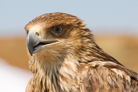 Portrait of brown falcon by close up