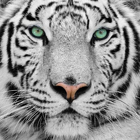 big white tiger close-up portraitの写真素材