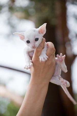 white cornish rex kitten in hand on nature background