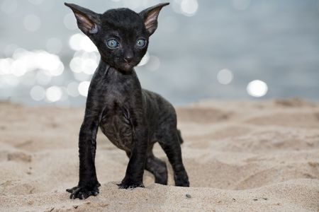 black cornish rex kitten on sand beach