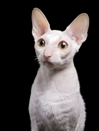 portrait of white cat isolated on blackの写真素材