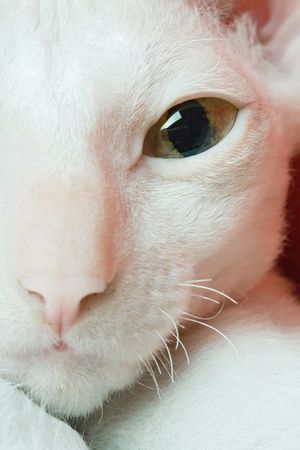 eye of white cat closeupの写真素材