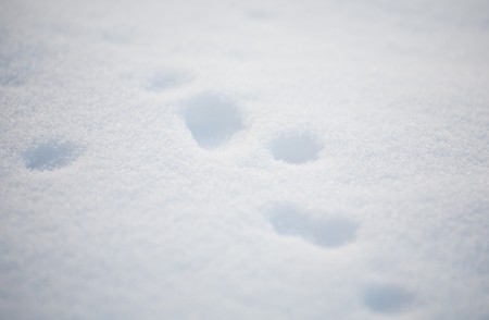 texture of soft snow with traces closeupの写真素材