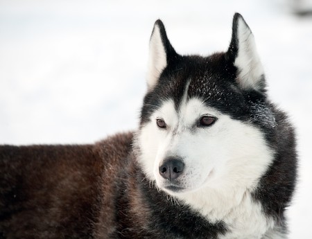 northern sled dog portraitの写真素材