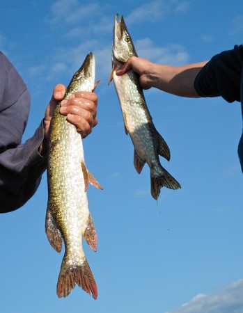 closeup of two big fishes in fisherman's hands on blue sky backgroundの写真素材