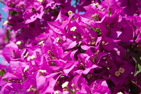 a branch fully covered with magenta flowers closeupの写真素材