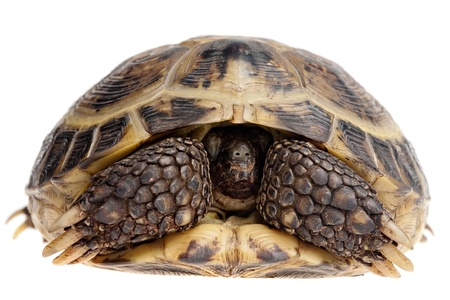 closeup of Asian tortoise hiding its head isolated on whiteの写真素材