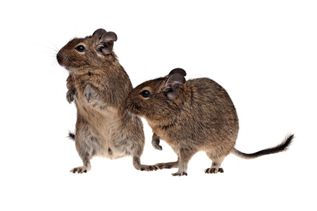 two Chile rat degu isolated on white