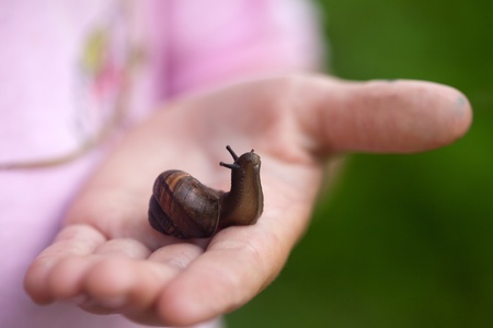 small snail on child hand, closeup on green nature neutral backgroundの写真素材