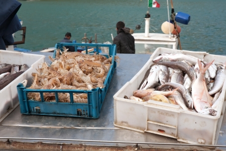 closeup of sea haul: boxes with fish and langoustesの写真素材