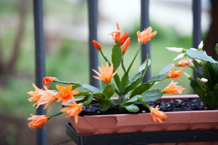 closeup of Schlumbergera, Christmas cactus, with a lot of orange flowersの写真素材