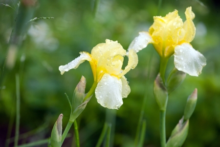 yellow iris flower with raindrops on petals closeupの写真素材