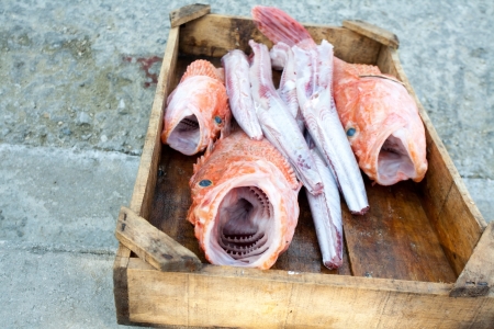 wooden box with fresh haul: raw fish with big open mouth and jaws closeup