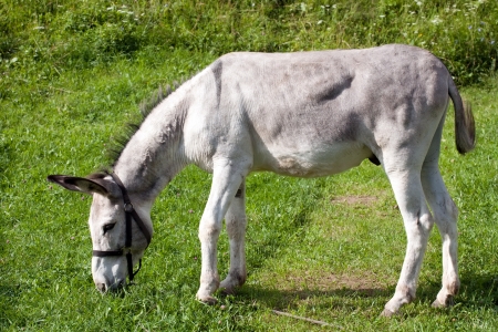 grey donkey standing sideways on green grass backgroundの写真素材