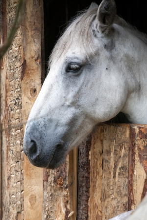 closeup profile head of grey horse standing in paddockの写真素材