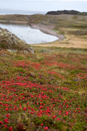 vertical northern landscape with red berries on sea shore 
