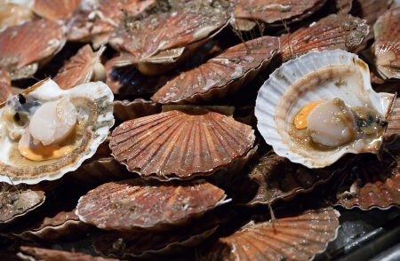 closeup of big raw scallop shells on sea market tableの写真素材