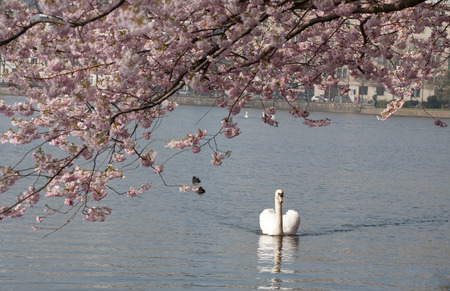 white swan in the lake under branch of blooming treeの写真素材