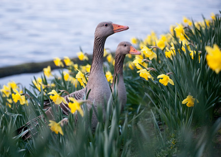 two big grey geese closeup in narcissi flowersの写真素材
