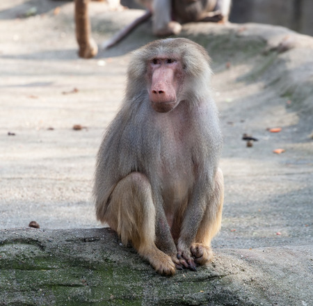 female hamadryas baboon monkey sitting full-length closeup view