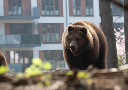 big brown bear standing on city house facade の写真素材