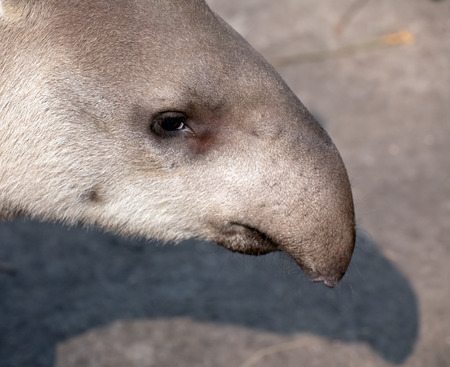 tapir snout closeup portrait with funny nose profileの写真素材