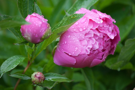 red peony flower closeup with rain drops on leaves and petalsの写真素材