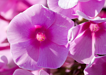 big phlox bunch flower closeup in the garden