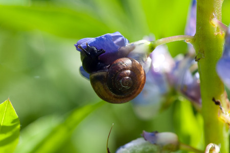 snail on lupine flower closeup on blurred green backgroundの写真素材