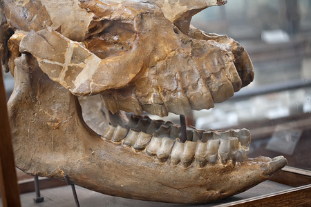 prehistoric dino fossil skull with big jaws closeupの写真素材