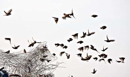 flock of small sparrows flying on metal wire and grey sky backgroundの写真素材
