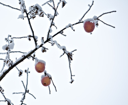 tree branch with apples covered by snow in frozen garden on white sky backgroundの写真素材