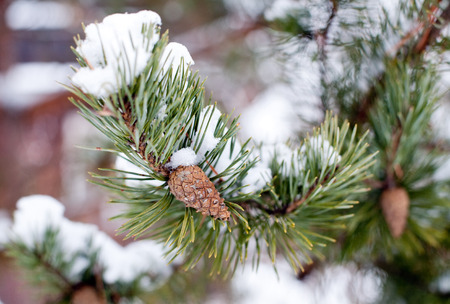 closeup of pine tree branch with long green needles and small beautiful cone