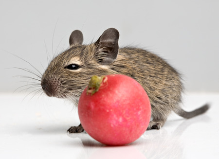 little baby mouse with red radish closeup view on neutral backgroundの写真素材
