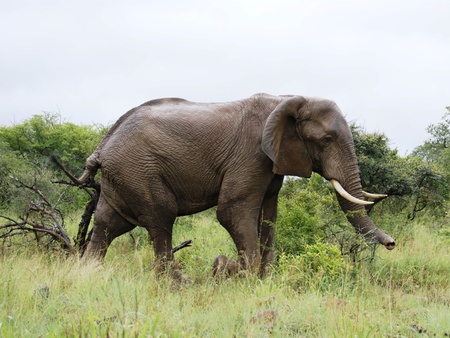 big African elephantの写真素材