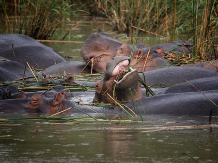 African hippos graze on the open spaces of South Africaの写真素材