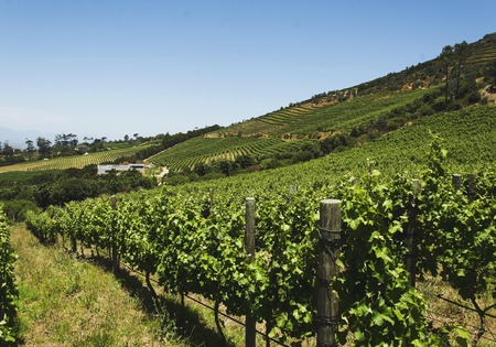 Valley vineyard in Cape Town, South Africa, selective focusの写真素材