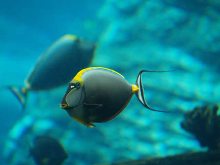 Brightly Coloured Tropical Fishの写真素材