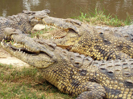African crocsの写真素材