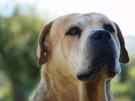 Boerbull Dogの写真素材