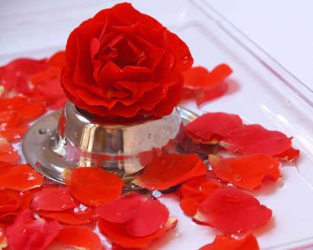 Red Roseの写真素材