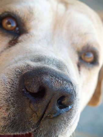 Puppy Faceの写真素材