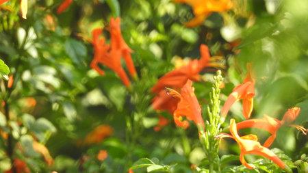 thick yellow flower with macro closeup in detailed view of black spotted seeds. Macro closeup of yellow flower in forest. Yellow sulfur cosmos Flowers Field in landscape view.の写真素材