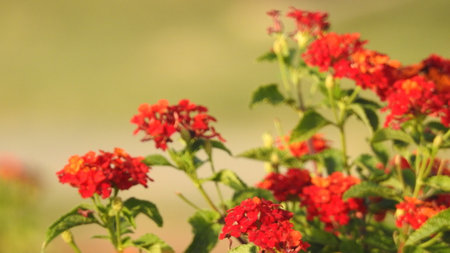 Flower in spring, Closeup yellow flower in the garden and blur background. pollen covered anthers. Wild colorful flowers in garden. Flowers closeup. Closeup flowers. pink Flowers.の写真素材