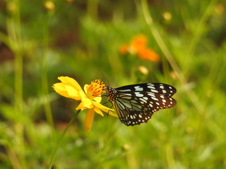Butterfly And Pink Flowers, Butterfly on Strawberry Flowers. Close up shot of group of butterfly sucking nectar from the flower.の写真素材