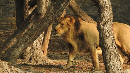 Female lioness closeup in forest behind old tree log in forest with isolated green grass.Female...