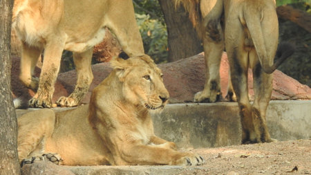 Female lioness closeup in forest behind old tree log in forest with isolated green grass.Female lioness closeup photo in forest with isolated background. Green forest and trees witの写真素材