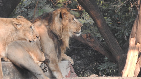 Lion and Lioness playing each other laying on the ground. Closeup look of lioness with trees and...