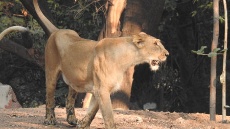 Lion and lioness sitting in forest laying on ground keeping head on tree log. Amazing view of lioness in detailed view in closeup view. Female lioness closeup in forest behind oldの写真素材