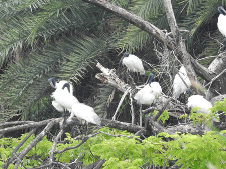 adult stork closeup on the side eye in detailed view. young storks ready for first flight. Storks...
